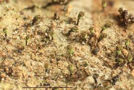 Attēlu rezultāti vaicājumam “Chaenotheca phaeocephala”