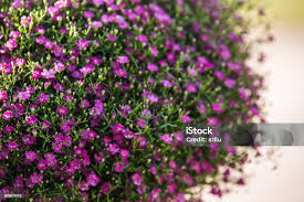 Attēlu rezultāti vaicājumam “Gypsophila muralis”