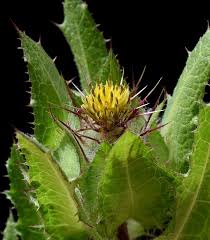 Image result for Cnicus benedictus