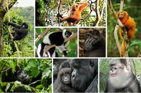 Attēlu rezultāti vaicājumam “Primates”