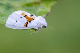 Attēlu rezultāti vaicājumam “Leucodonta bicoloria imago”