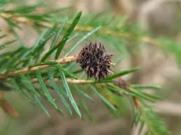 Attēlu rezultāti vaicājumam “Sacchiphantes abietis”