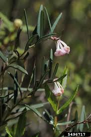 Attēlu rezultāti vaicājumam “Andromeda polifolia fruit”