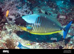 Image result for Naso hexacanthus