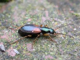 Attēlu rezultāti vaicājumam “Anchomenus dorsalis”