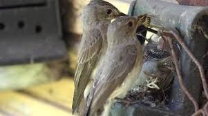 Attēlu rezultāti vaicājumam “Muscicapa striata nest”