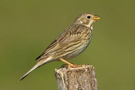 Image result for Emberiza calandra
