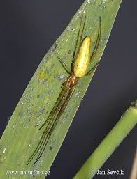Attēlu rezultāti vaicājumam “Tetragnatha extensa”