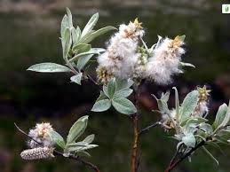 Attēlu rezultāti vaicājumam “Salix lapponum leaf”