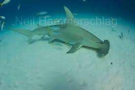 Image result for Sphyrna mokarran