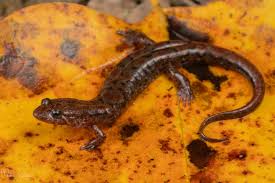 Attēlu rezultāti vaicājumam “Badhamia versicolor sessile”