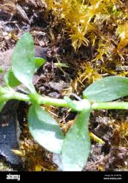 Attēlu rezultāti vaicājumam “Callitriche cophocarpa”