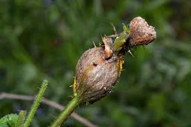 Attēlu rezultāti vaicājumam “Lasioptera rubi”