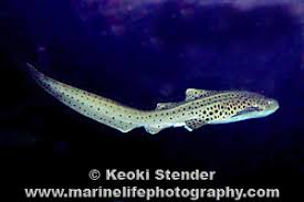 Image result for Stegostoma tigrinum