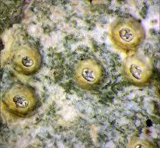 Attēlu rezultāti vaicājumam “Thelotrema lepadinum”