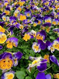 Image result for Viola wittrockiana