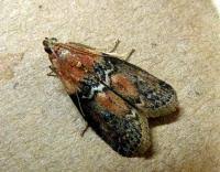 Attēlu rezultāti vaicājumam “Sciota adelphella”