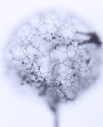 Attēlu rezultāti vaicājumam “Paradiacheopsis rigida stalked”