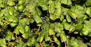 Attēlu rezultāti vaicājumam “Jamesoniella autumnalis sporophyte”