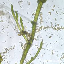 Attēlu rezultāti vaicājumam “Cladophora glomerata”