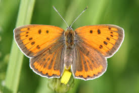 Attēlu rezultāti vaicājumam “Lycaena dispar”