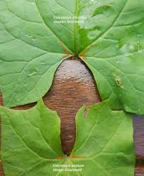 Attēlu rezultāti vaicājumam “Calystegia inflata leaf”