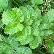 Attēlu rezultāti vaicājumam “Pastinaca sativa”