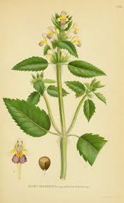 Attēlu rezultāti vaicājumam “Galeopsis speciosa flower”