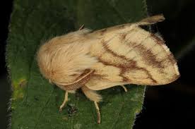 Attēlu rezultāti vaicājumam “Malacosoma castrensis larva”
