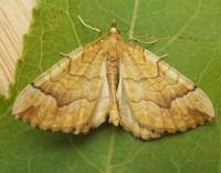 Attēlu rezultāti vaicājumam “Eulithis mellinata”