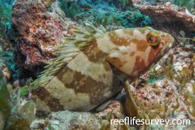 Image result for Epinephelus striatus