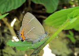 Attēlu rezultāti vaicājumam “Satyrium w-album underside”