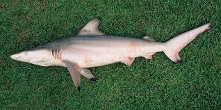 Image result for Carcharhinus limbatus