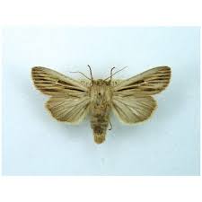 Attēlu rezultāti vaicājumam “Leucania comma”