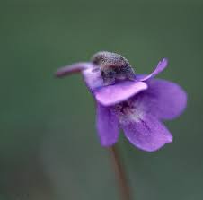 Attēlu rezultāti vaicājumam “Pinguicula vulgaris fruit”