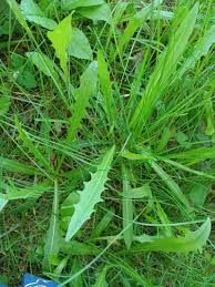 Attēlu rezultāti vaicājumam “Leontodon autumnalis”