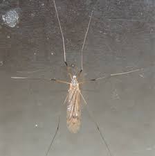 Attēlu rezultāti vaicājumam “Limoniidae”