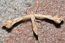 Attēlu rezultāti vaicājumam “Platyptilia tesseradactyla”