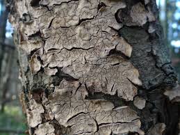 Attēlu rezultāti vaicājumam “Stereum rugosum”