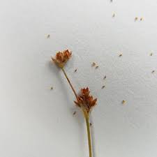 Attēlu rezultāti vaicājumam “Juncus alpinoarticulatus leaf”