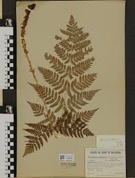 Attēlu rezultāti vaicājumam “Xanthorhoe biriviata”