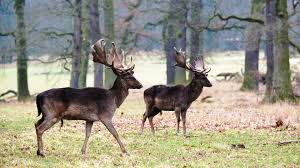 Attēlu rezultāti vaicājumam “Dama dama”