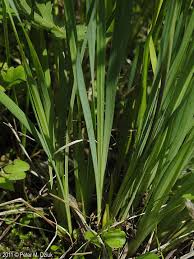 Attēlu rezultāti vaicājumam “Sisyrinchium montanum fruit”