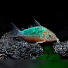 Image result for fish corydoras