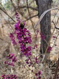 Attēlu rezultāti vaicājumam “Daphne mezereum flower”