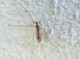 Attēlu rezultāti vaicājumam “Trichocera regelationis”