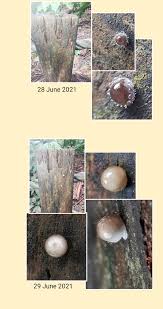 Attēlu rezultāti vaicājumam “Physarum pezizoideum stalked”