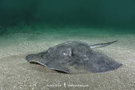 Image result for Bathytoshia brevicaudata