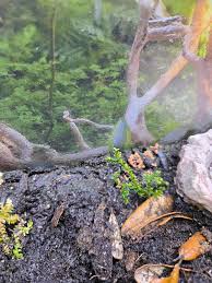 Attēlu rezultāti vaicājumam “Arcyria, Heterotrichia sp.”