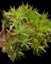 Attēlu rezultāti vaicājumam “Pogonatum urnigerum”